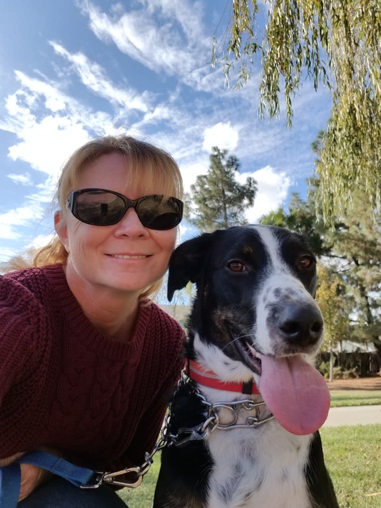 Boomer, an Australian Cattle Dog and Poodle (Standard) mix tested with EmbarkVet.com