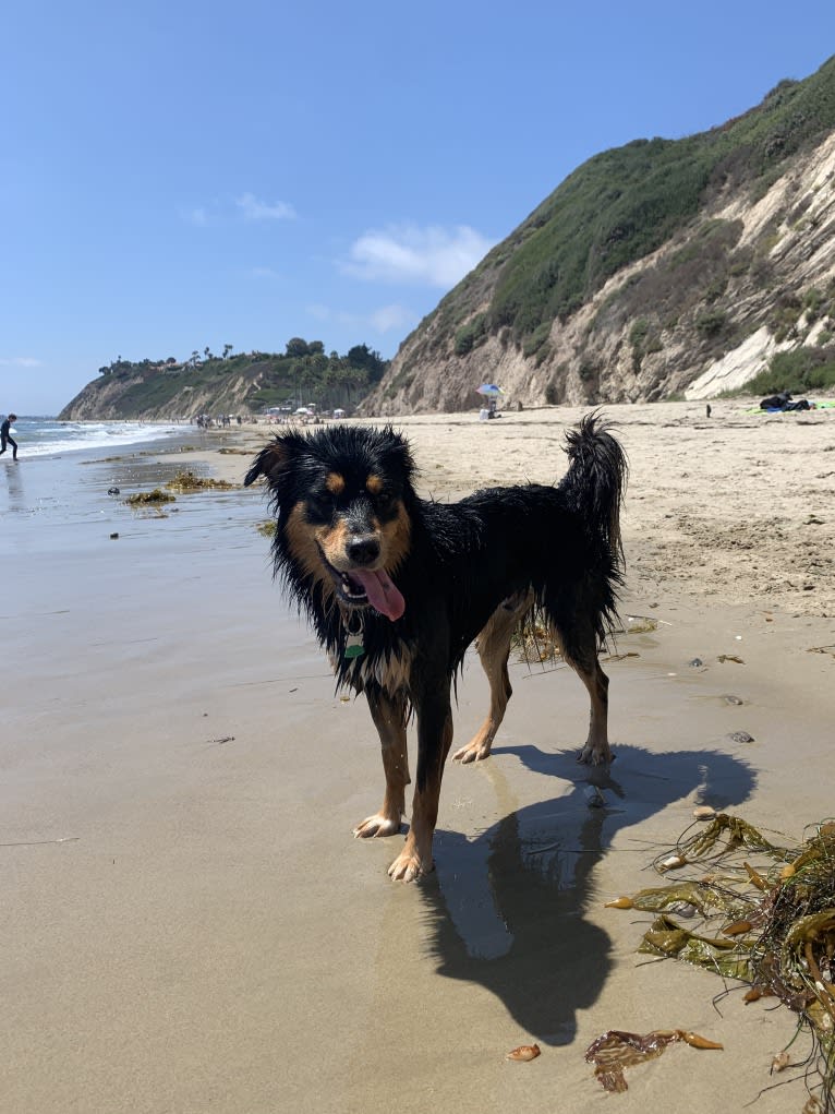 Roux, an Australian Cattle Dog and Chihuahua mix tested with EmbarkVet.com