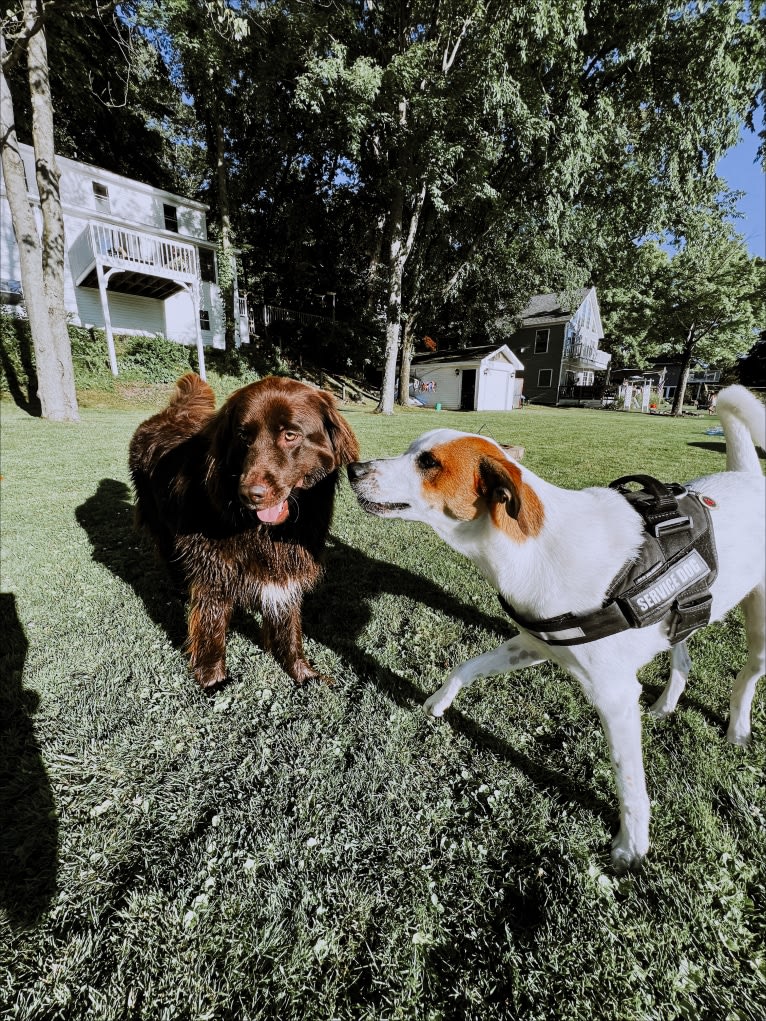 Wilson Wayhart, a Boxer and German Shepherd Dog mix tested with EmbarkVet.com