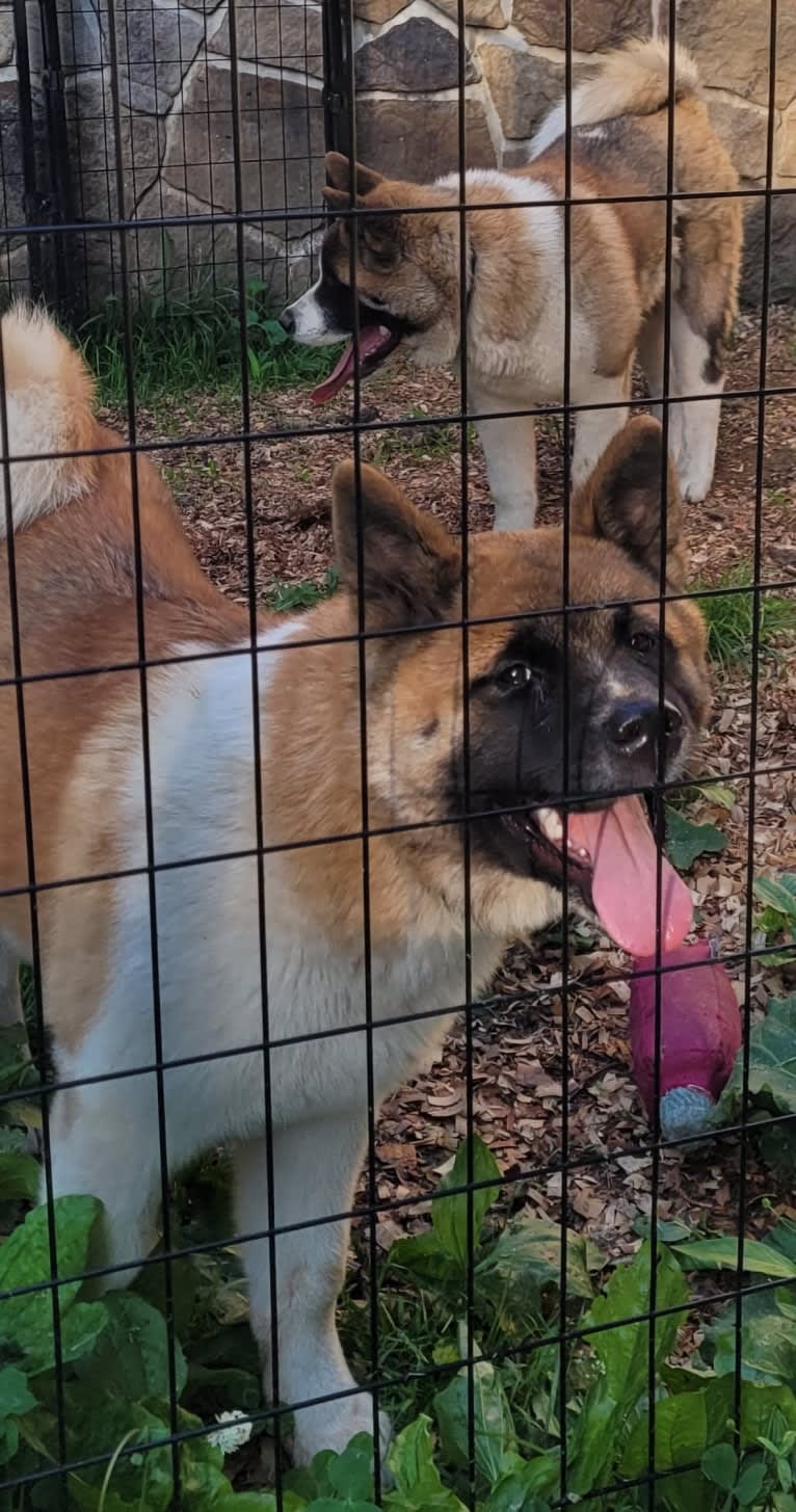 Geena, an Akita tested with EmbarkVet.com