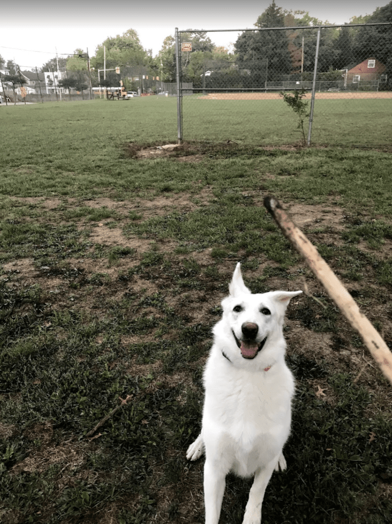 Lawine, a German Shepherd Dog tested with EmbarkVet.com