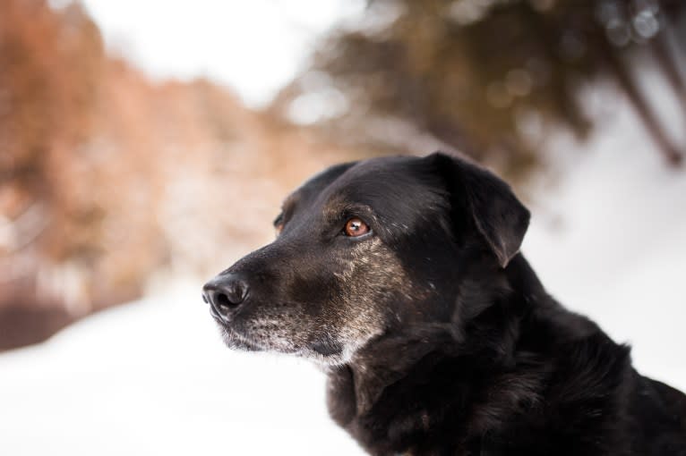 Mowgli, a Labrador Retriever and Alaskan Malamute mix tested with EmbarkVet.com