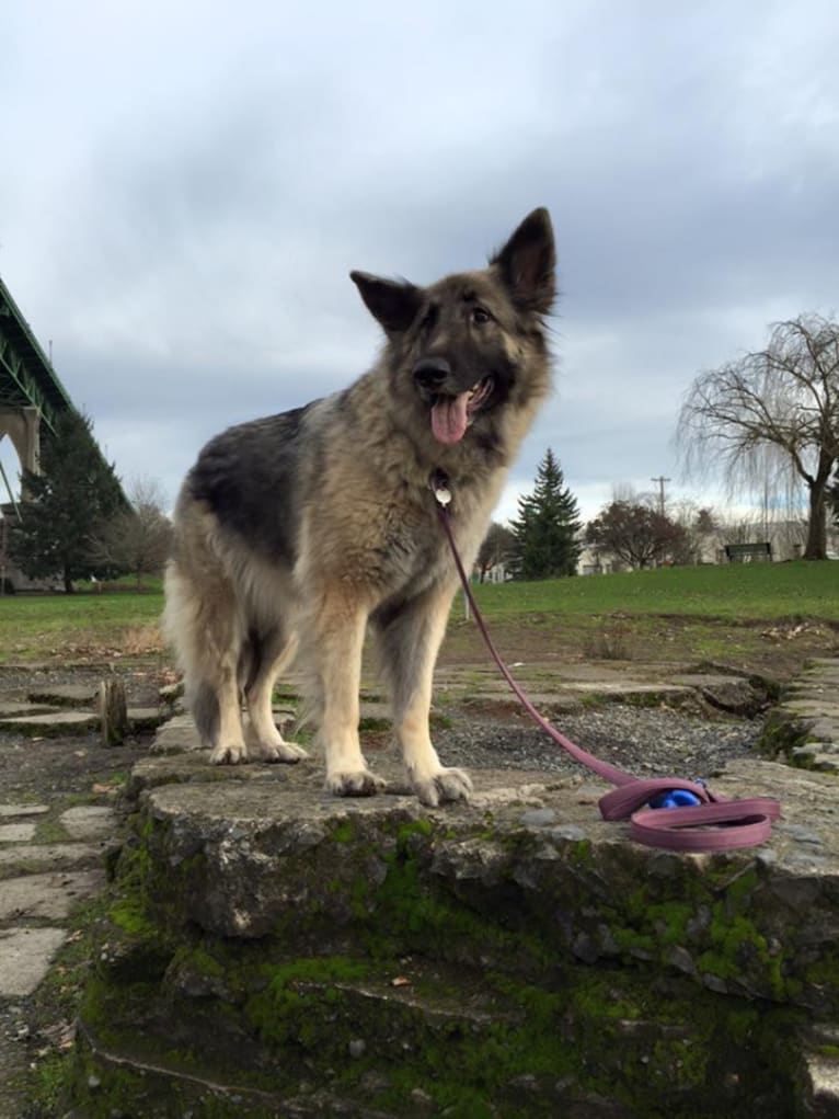 Bianca, a German Shepherd Dog tested with EmbarkVet.com