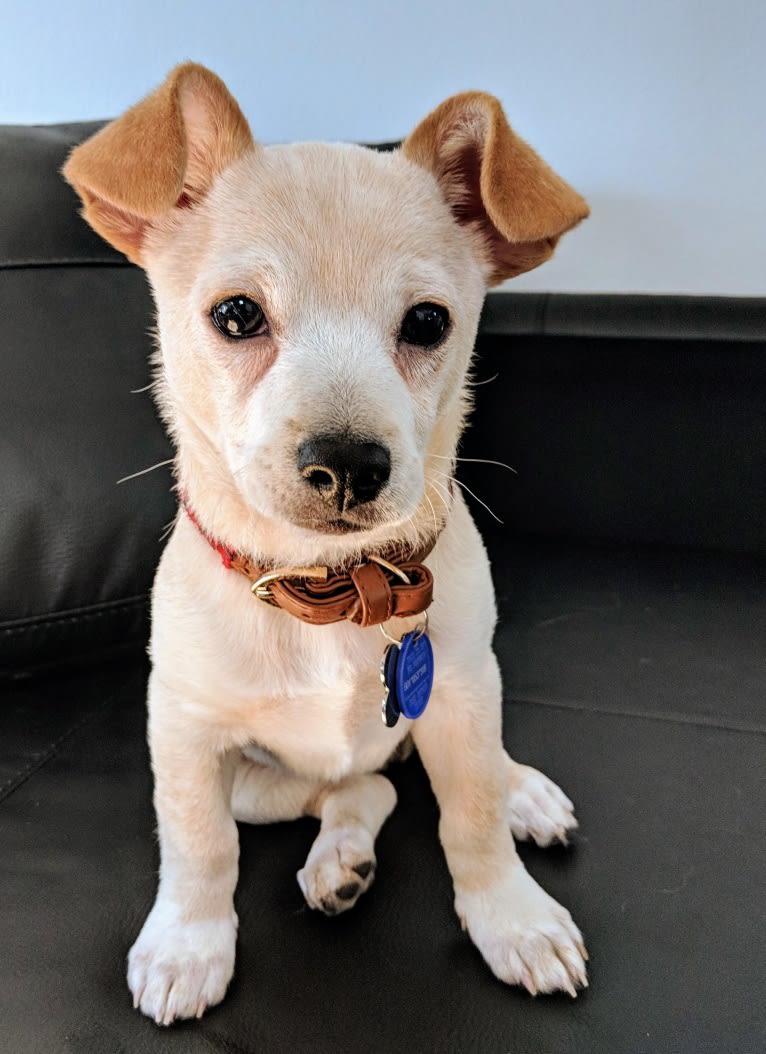 Milo, a Chihuahua and Poodle (Small) mix tested with EmbarkVet.com