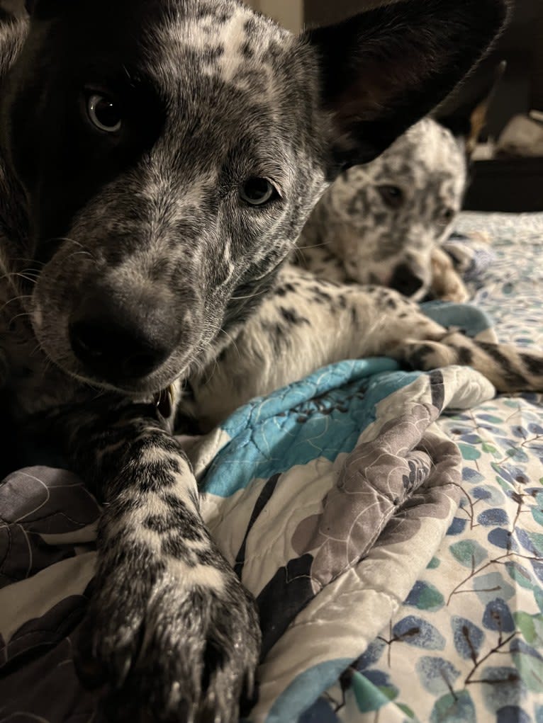 Monster X, an Australian Cattle Dog tested with EmbarkVet.com