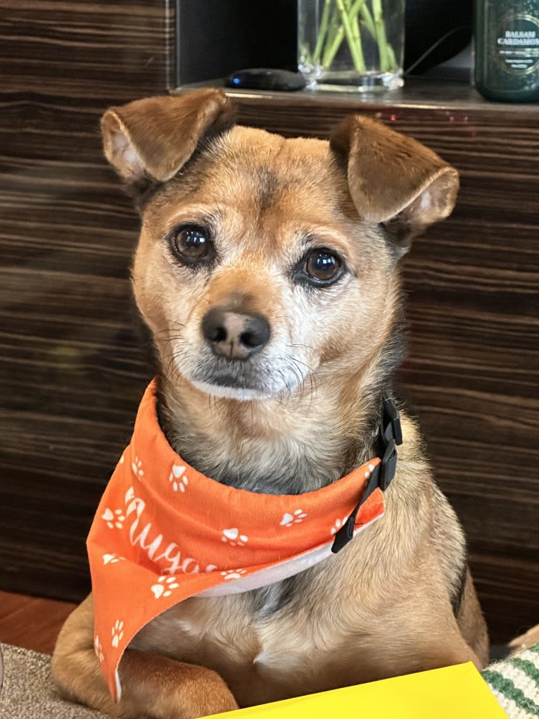 Muggsy ❤️, a Chihuahua and Rat Terrier mix tested with EmbarkVet.com