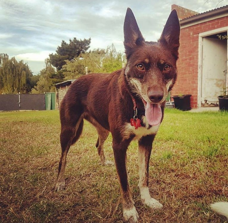 Matilda, an Australian Kelpie tested with EmbarkVet.com