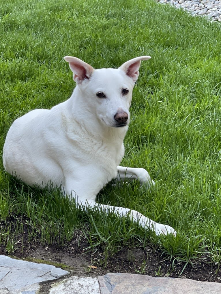 Darwin, a Chow Chow and Labrador Retriever mix tested with EmbarkVet.com