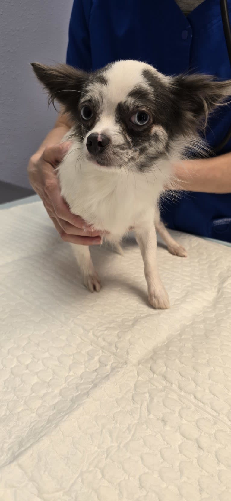 Melrose, a Chihuahua tested with EmbarkVet.com