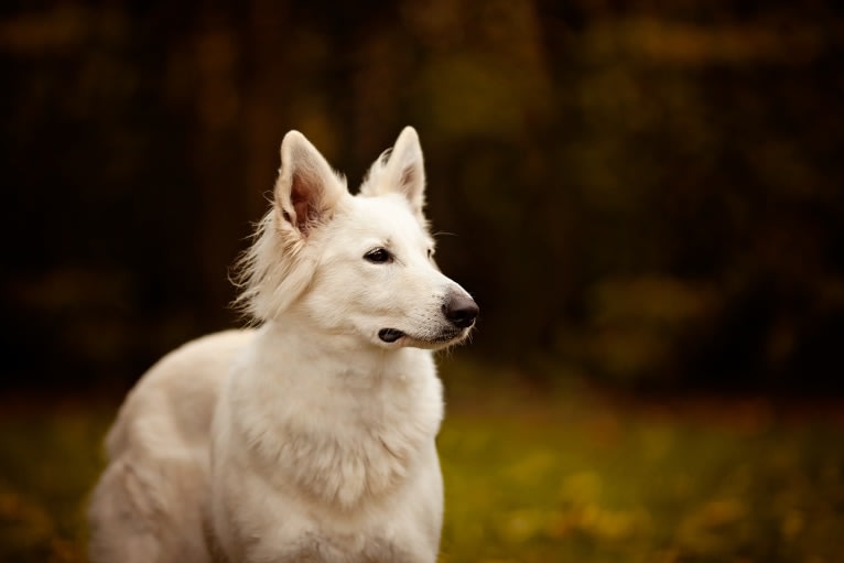 Skye, a White Shepherd tested with EmbarkVet.com