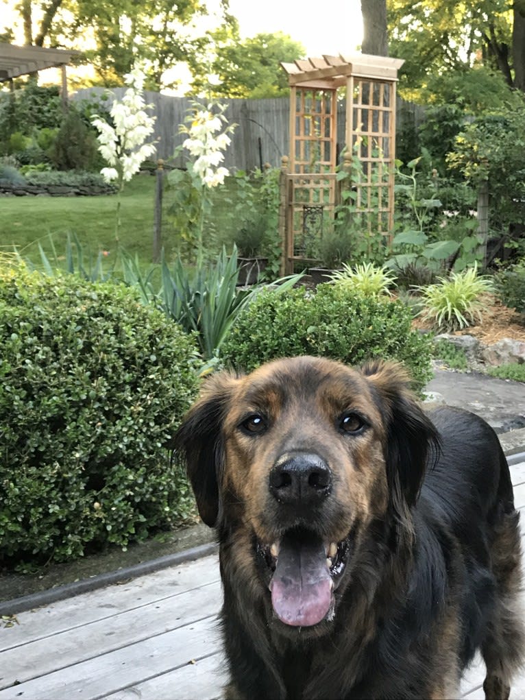 Moose, a Llewellin Setter and Boxer mix tested with EmbarkVet.com