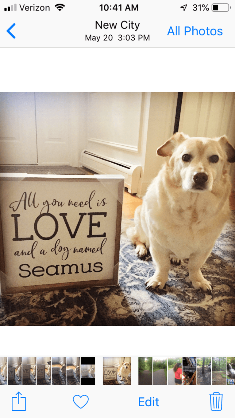 Seamus, a Chow Chow and Rat Terrier mix tested with EmbarkVet.com
