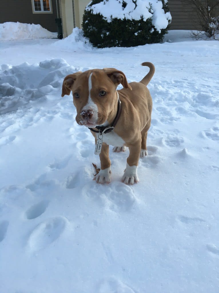 Leo, an American Pit Bull Terrier and Boxer mix tested with EmbarkVet.com