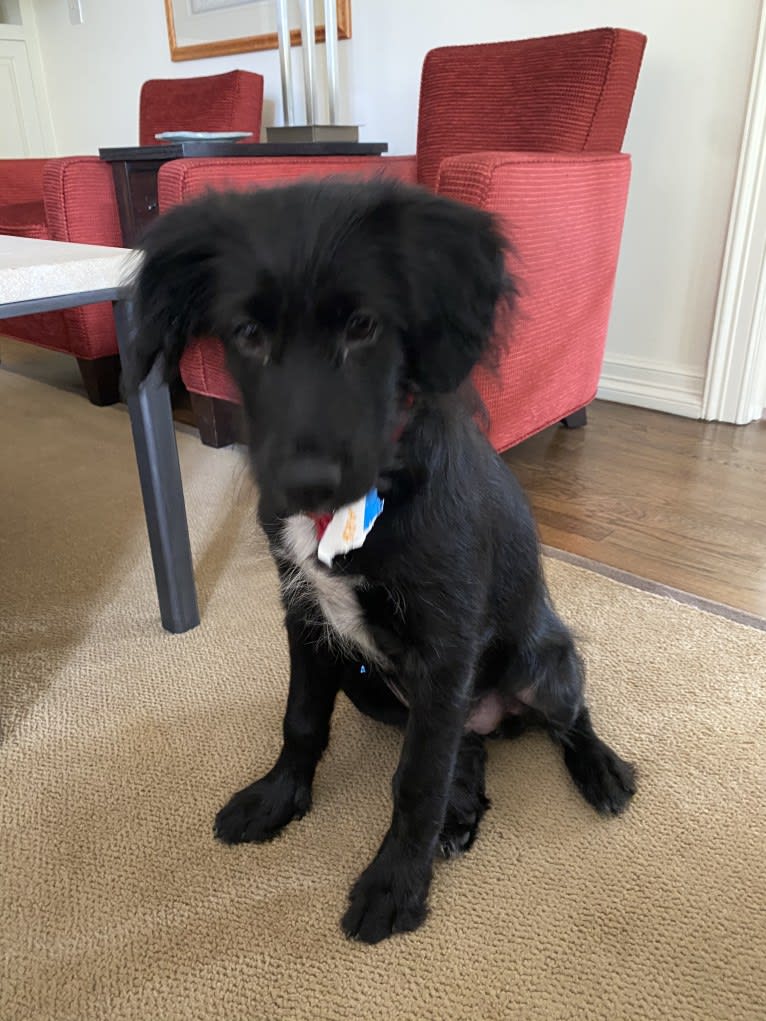 Maggie, an English Shepherd and Australian Cattle Dog mix tested with EmbarkVet.com