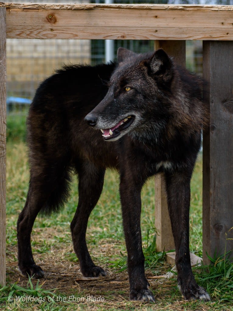 Genn a dog tested with EmbarkVet.com