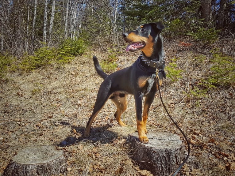 Hati, a Doberman Pinscher and German Shepherd Dog mix tested with EmbarkVet.com