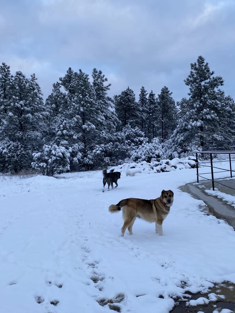 Lakota, an Armenian Gampr tested with EmbarkVet.com