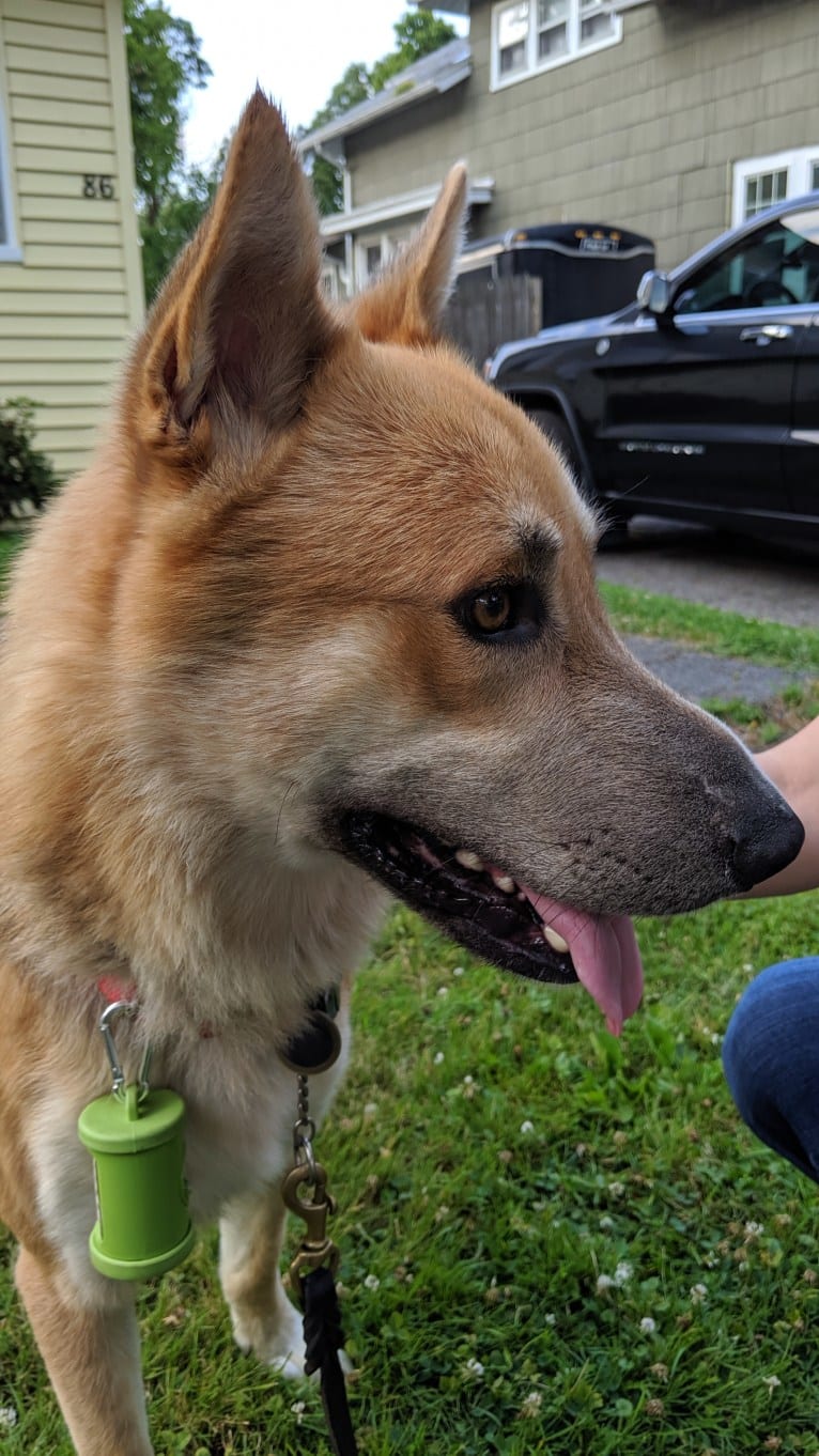 Loki, a German Shepherd Dog and Siberian Husky mix tested with EmbarkVet.com