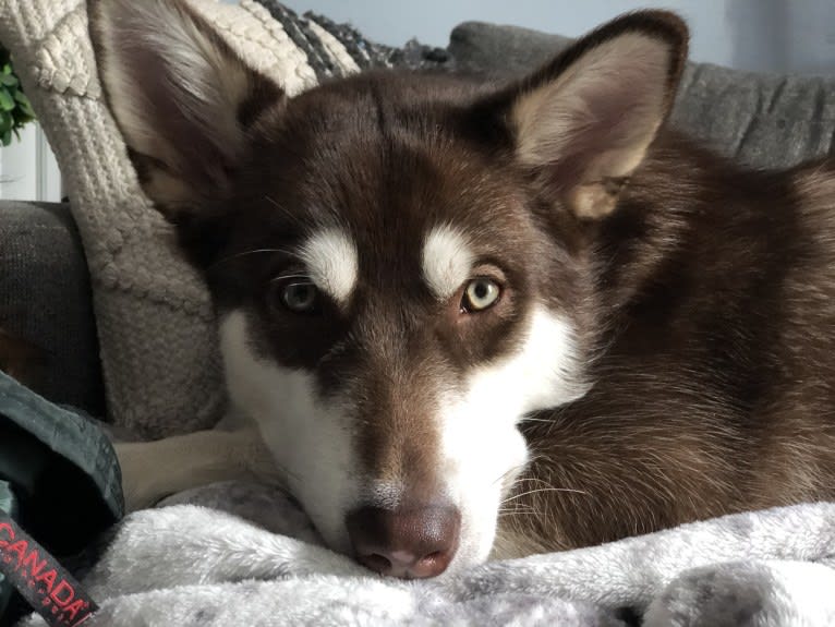 Suki, an Alaskan Malamute tested with EmbarkVet.com