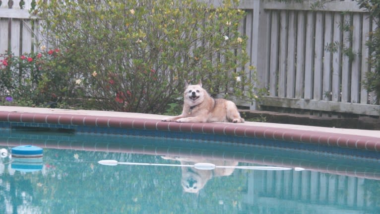 Lassie, a Pomeranian and Rat Terrier mix tested with EmbarkVet.com