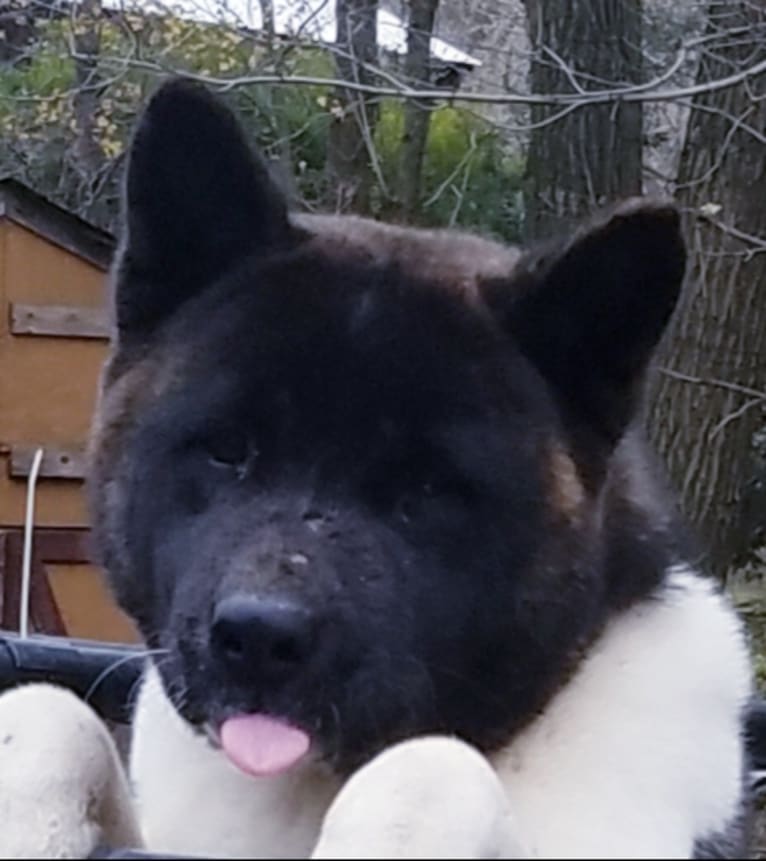 Casey, an Akita tested with EmbarkVet.com