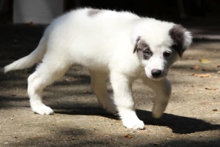 Mystic, an American Pit Bull Terrier and Chow Chow mix tested with EmbarkVet.com