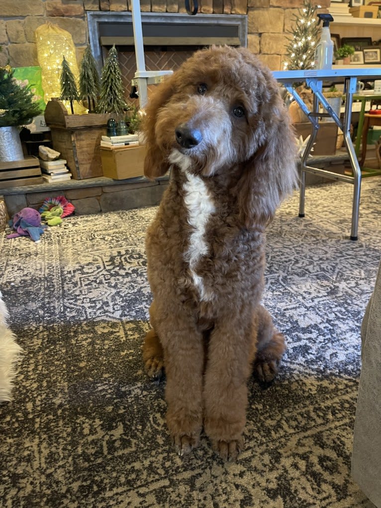 Figgy, a Goldendoodle tested with EmbarkVet.com