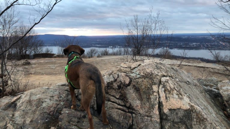 Rufus, a Rottweiler and Beagle mix tested with EmbarkVet.com