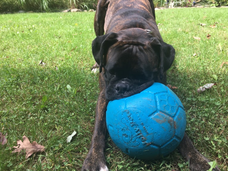 Murray, a Boxer tested with EmbarkVet.com