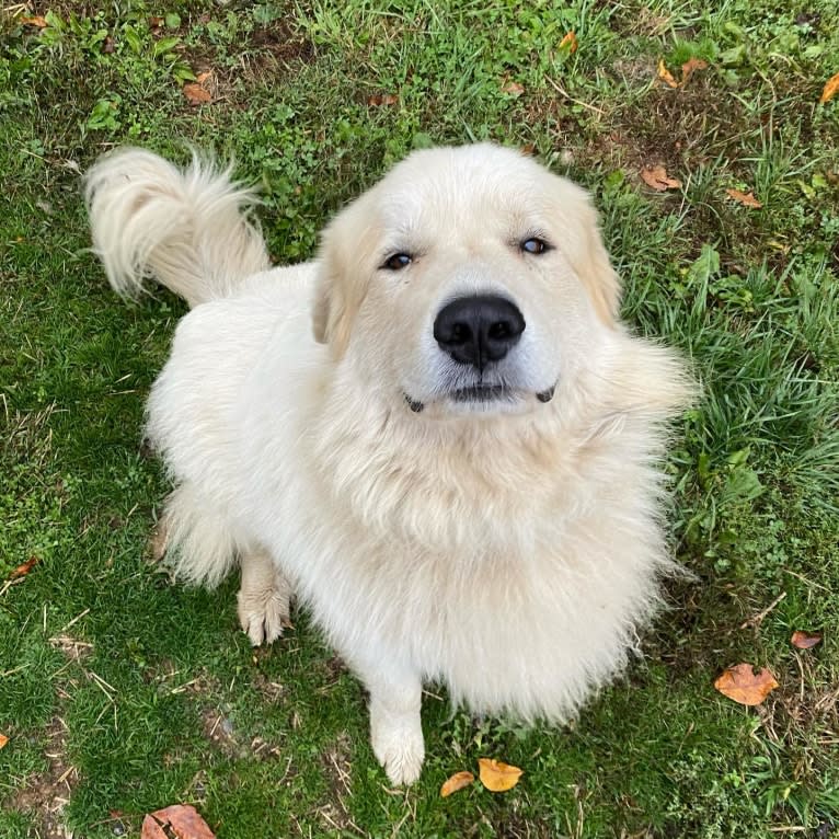 Voltaire, a Great Pyrenees tested with EmbarkVet.com