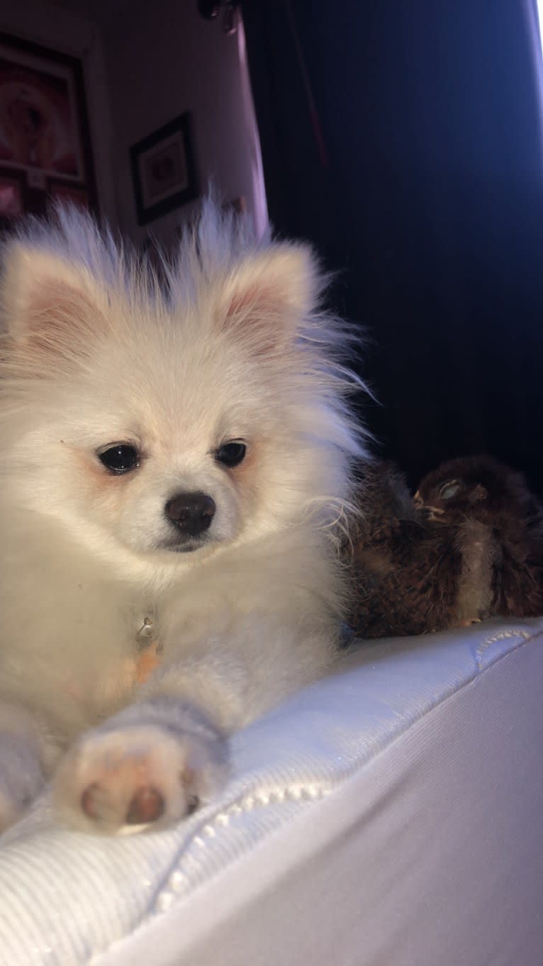 moonie, a Pomeranian tested with EmbarkVet.com