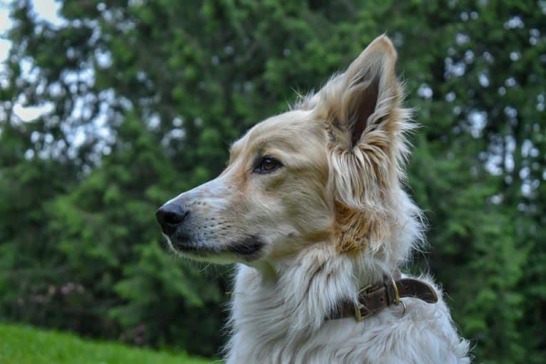 Nader, a West Asian Village Dog tested with EmbarkVet.com