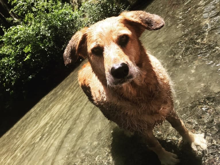 Kiwi Bean, a Chow Chow and Labrador Retriever mix tested with EmbarkVet.com