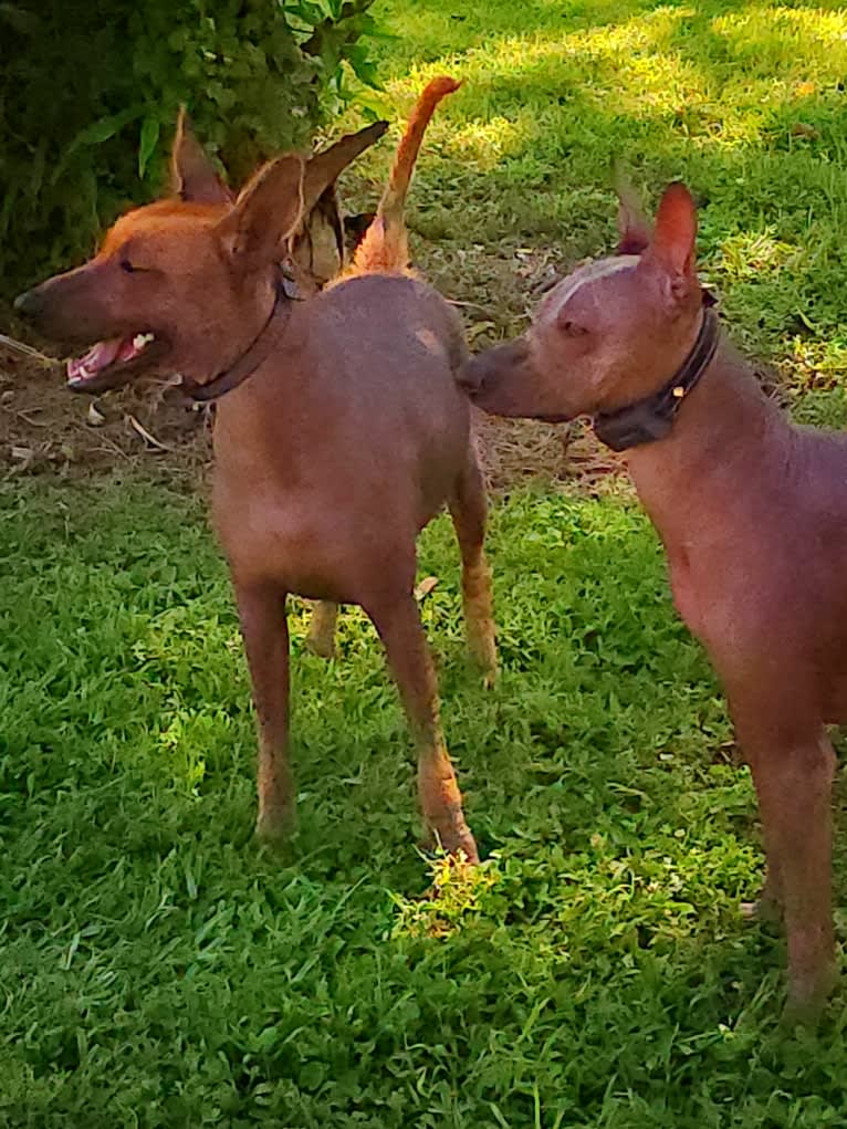 Neeko, a Xoloitzcuintli (8.7% unresolved) tested with EmbarkVet.com