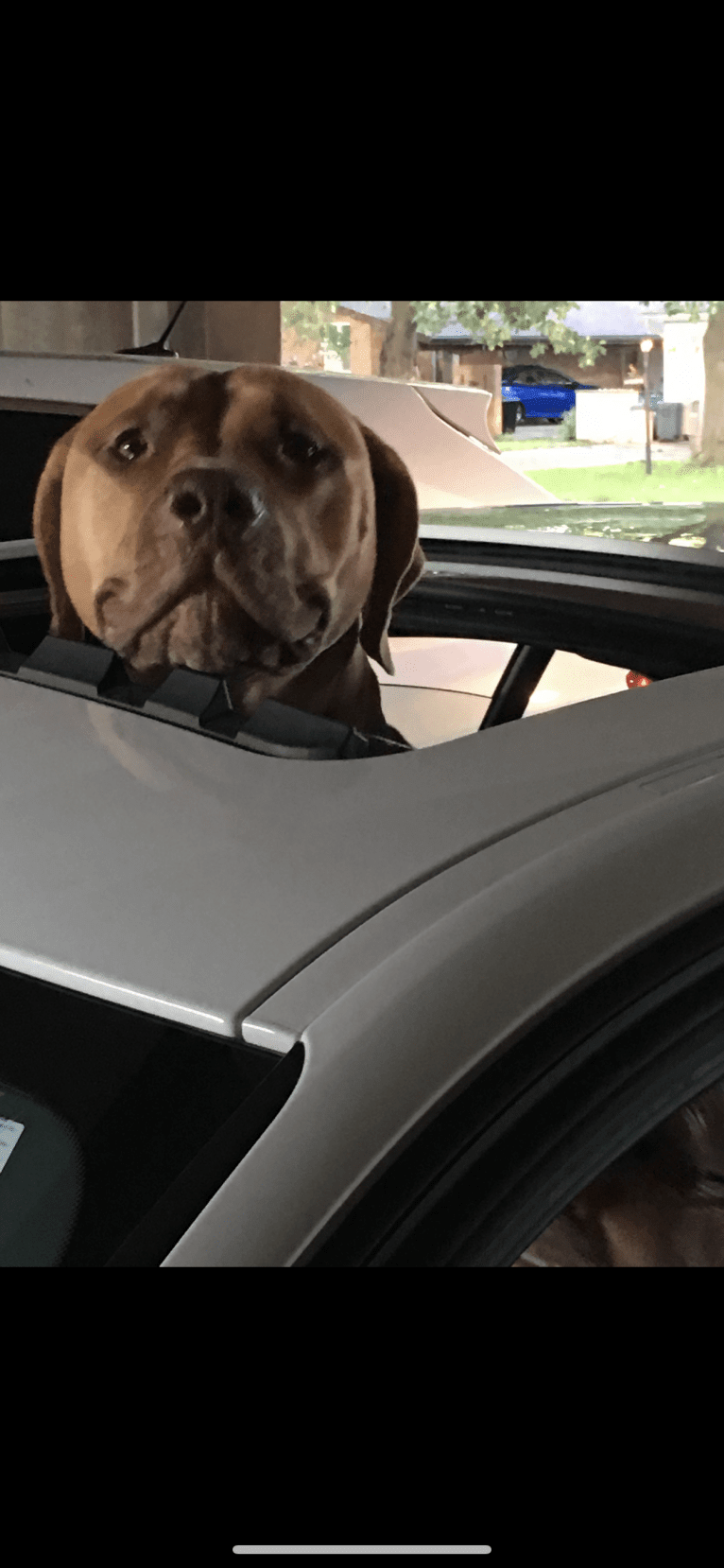 Marco, a Boerboel and American Pit Bull Terrier mix tested with EmbarkVet.com