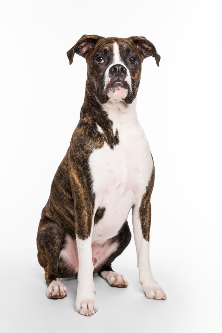 Buddy, a Boxer and Norwegian Elkhound mix tested with EmbarkVet.com