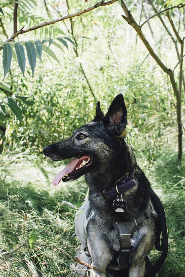 Mila, an European Village Dog tested with EmbarkVet.com