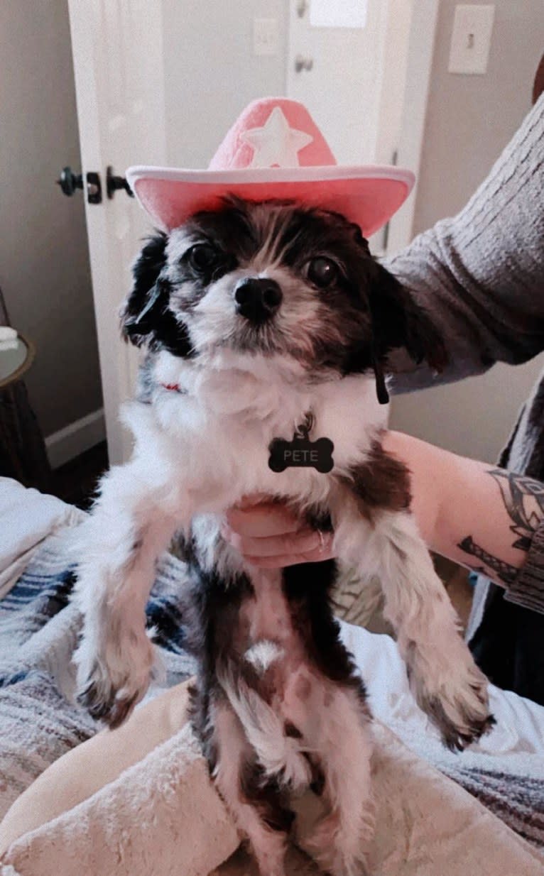 Texas Pete, a Shih Tzu and Maltese mix tested with EmbarkVet.com