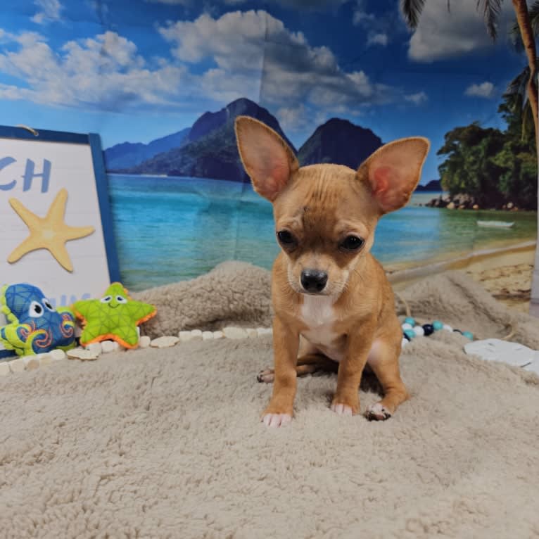 Briar, a Chihuahua tested with EmbarkVet.com