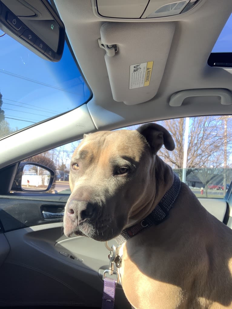 Maverick, an American Pit Bull Terrier and American Staffordshire Terrier mix tested with EmbarkVet.com