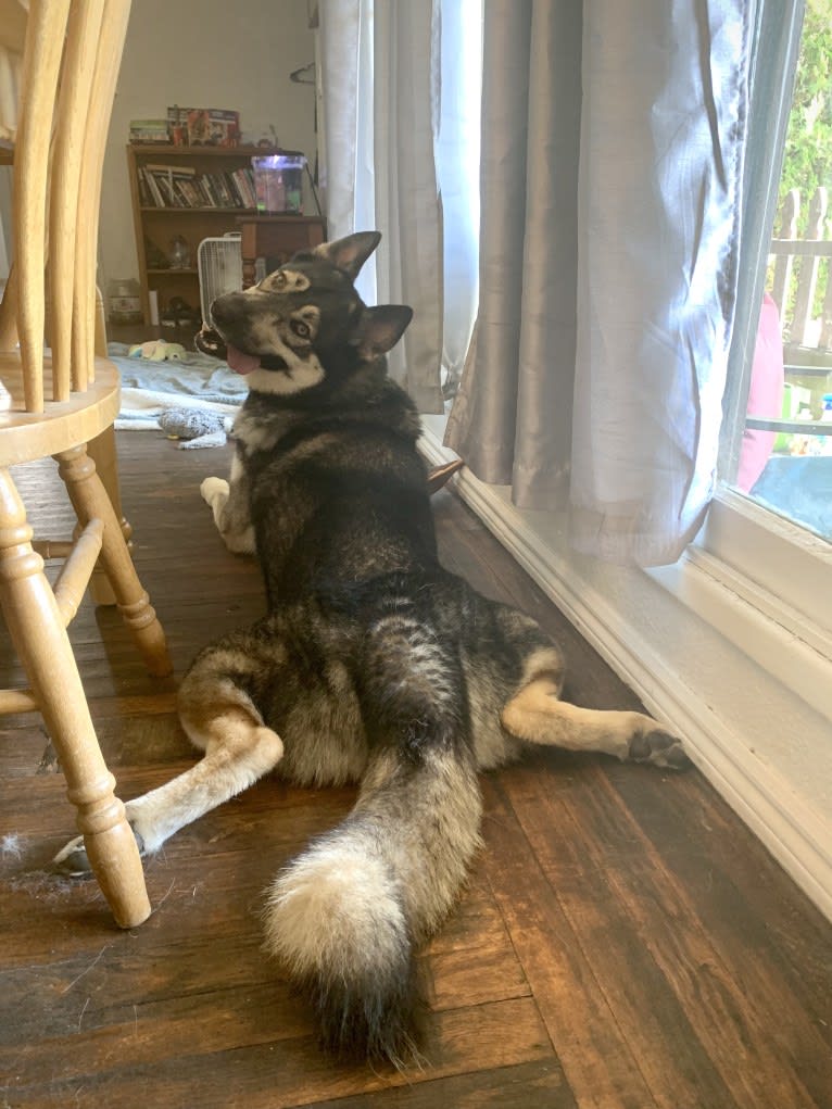 Gizmo, a Siberian Husky and German Shepherd Dog mix tested with EmbarkVet.com