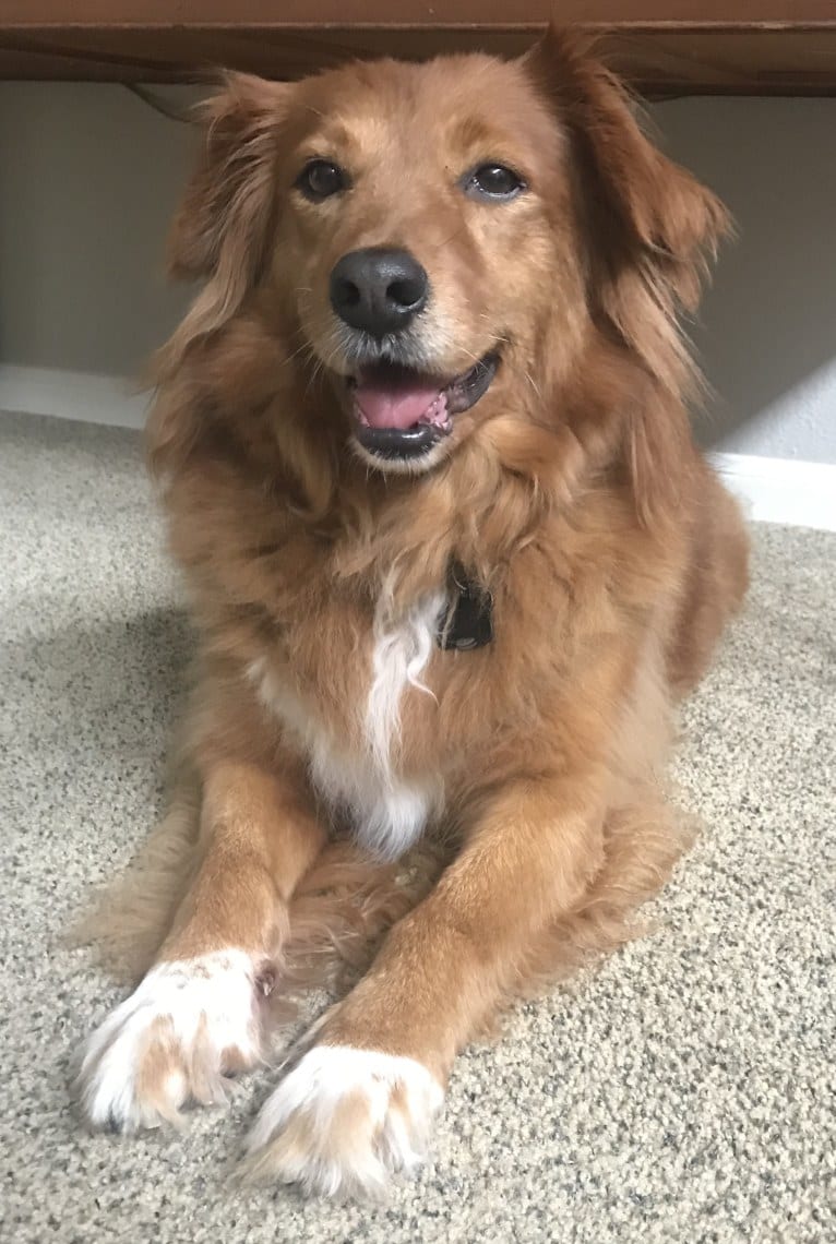 Bailey, a Golden Retriever and Australian Cattle Dog mix tested with EmbarkVet.com