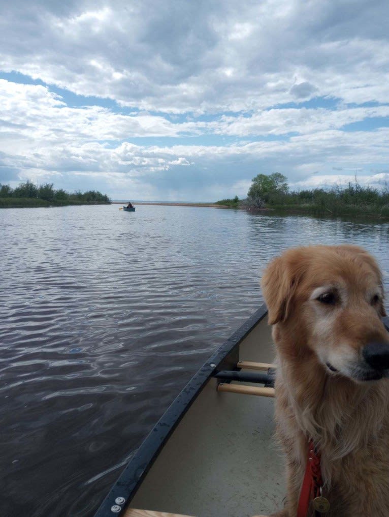 Timber “Gross Manor’s I’ll Be The One You Won’t Forget”, a Golden Retriever tested with EmbarkVet.com