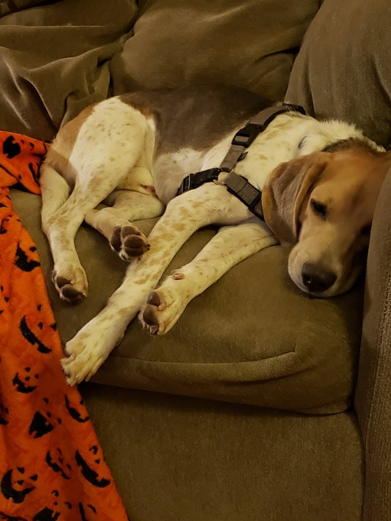 Snoopy, a Beagle and American Foxhound mix tested with EmbarkVet.com