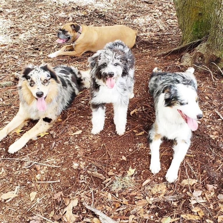 Dodge, an Australian Shepherd tested with EmbarkVet.com