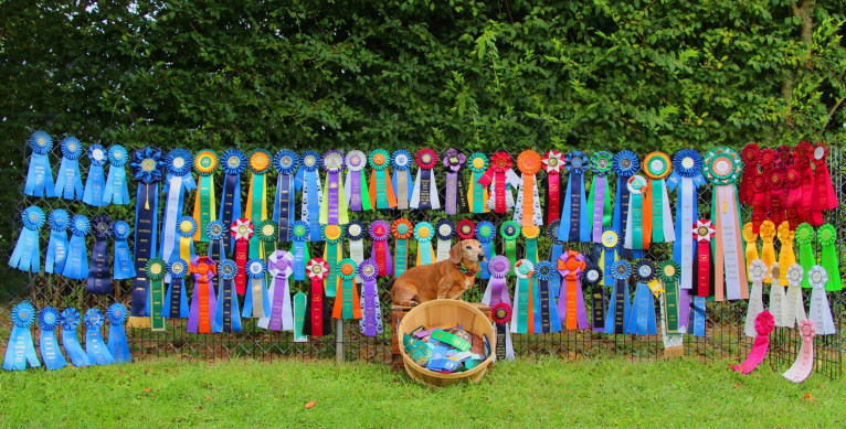 URO3 NI NE Jacob Levi RI SWA SHDNE CGCA TKP RATN RL1X RL2 RLV2X CW-ARA CW-DDA CW-Ob2A, a Dachshund tested with EmbarkVet.com