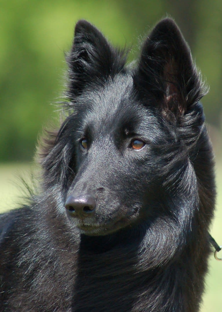 Baku, a Belgian Shepherd tested with EmbarkVet.com