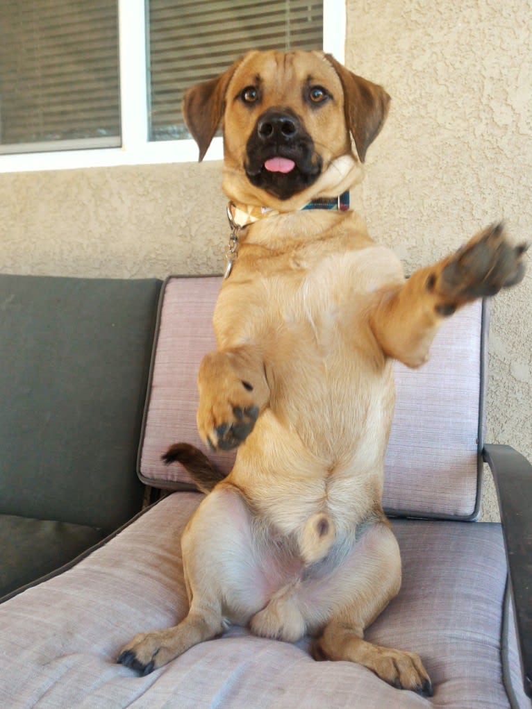 Cody, a Basset Hound and Australian Cattle Dog mix tested with EmbarkVet.com