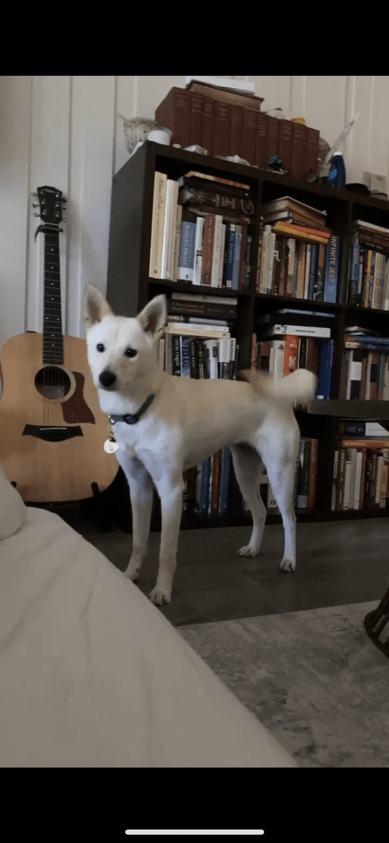 Nabi, a Japanese or Korean Village Dog tested with EmbarkVet.com