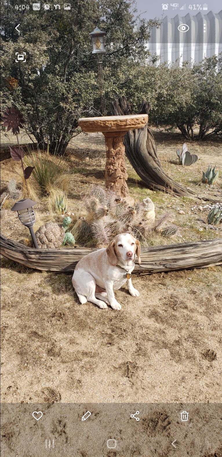 Takoda aka Elvis, a Beagle tested with EmbarkVet.com